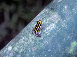 Image of Sira Poison Frog