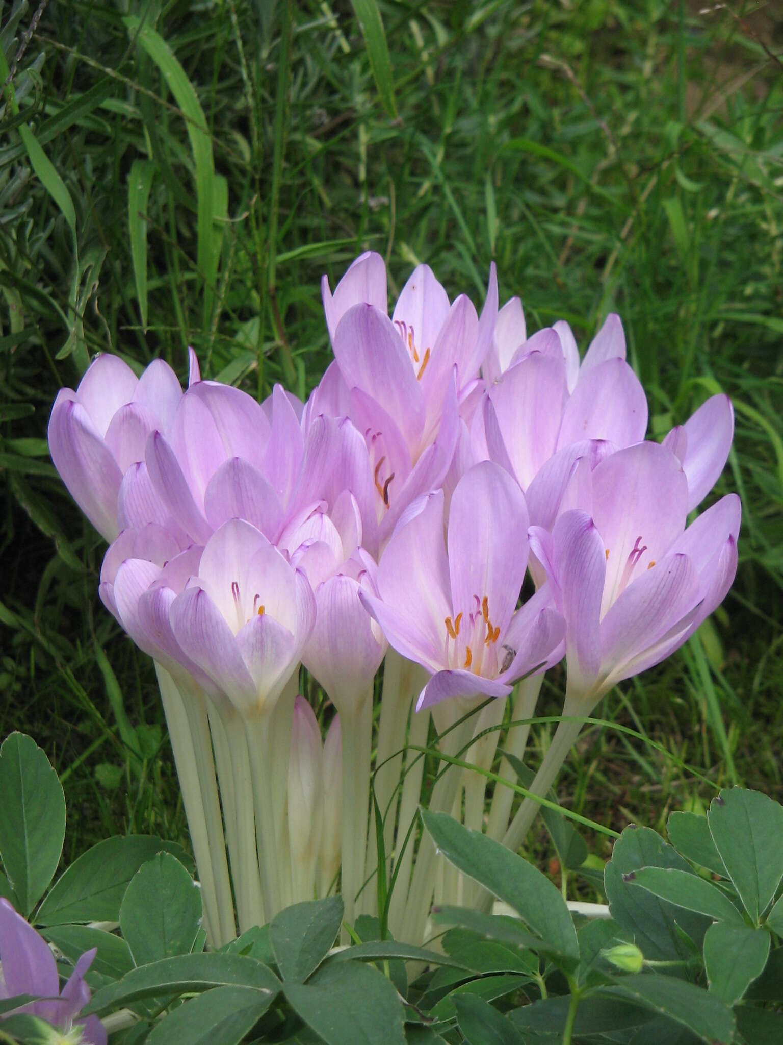 Image of Colchicum lusitanum Brot.