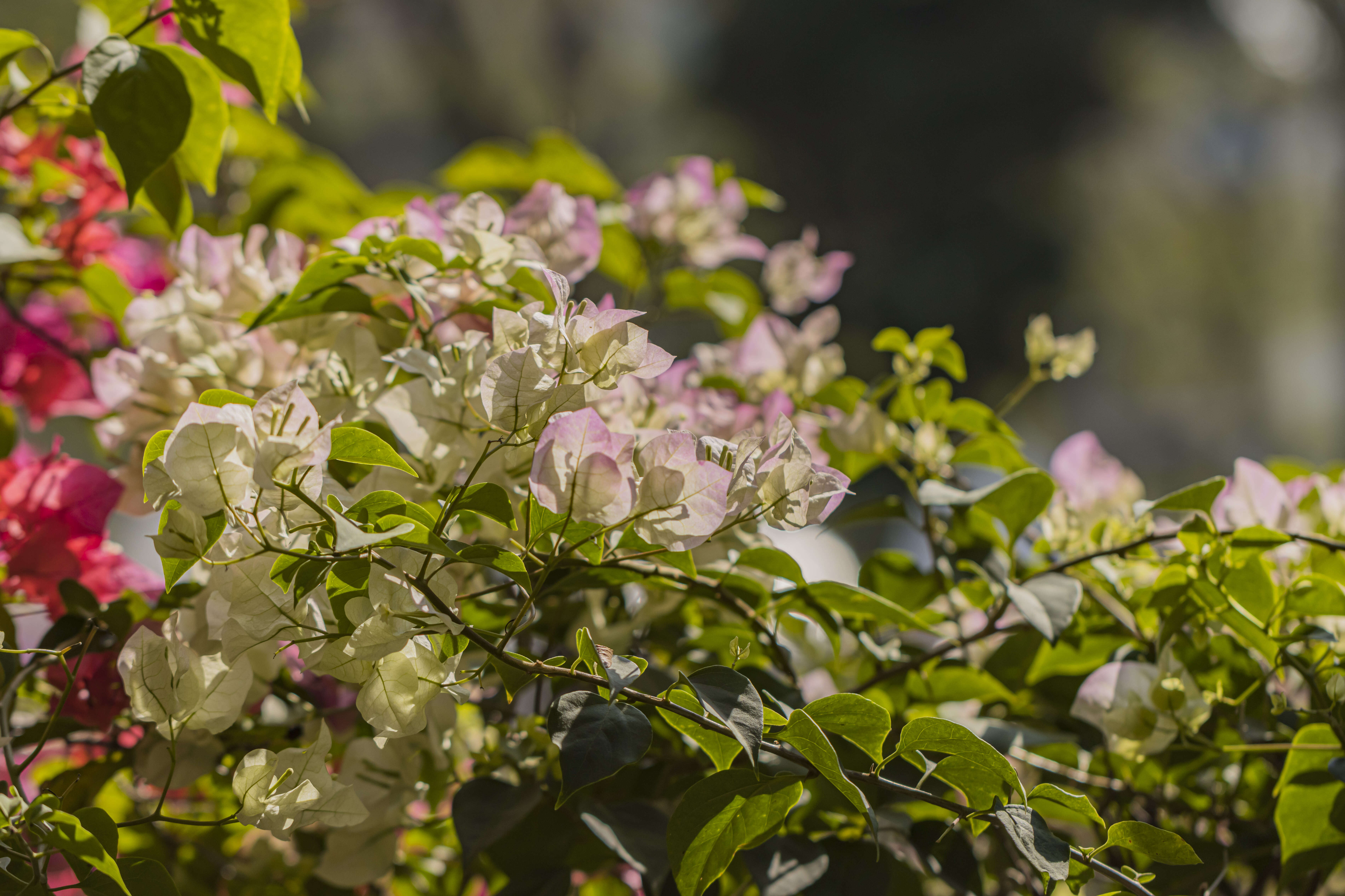 Слика од Bougainvillea