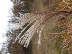 Слика од Miscanthus sacchariflorus (Maxim.) Benth. & Hook. fil. ex Franch.