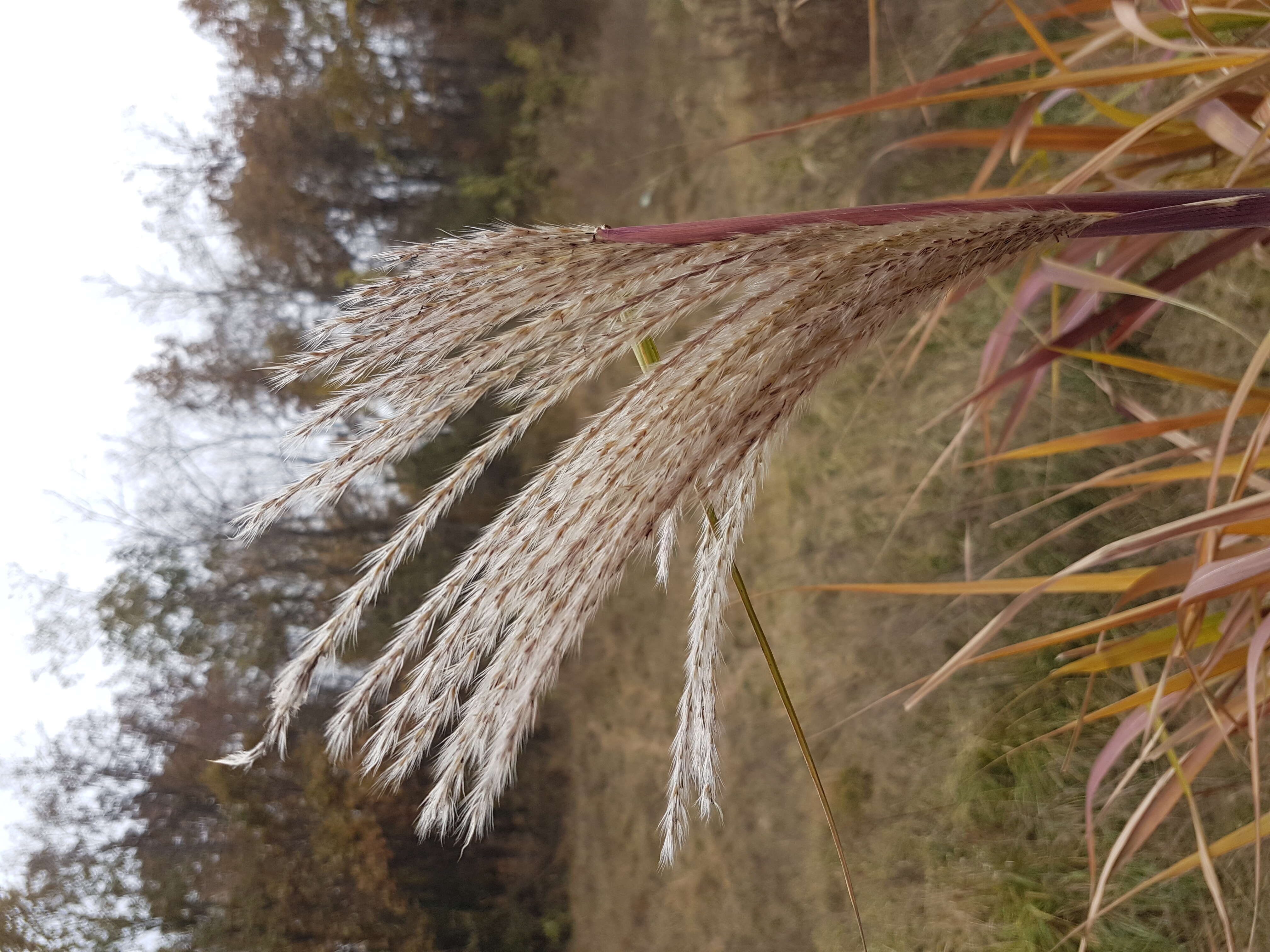 Слика од Miscanthus sacchariflorus (Maxim.) Benth. & Hook. fil. ex Franch.