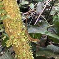 Image of Many-scaled Anole