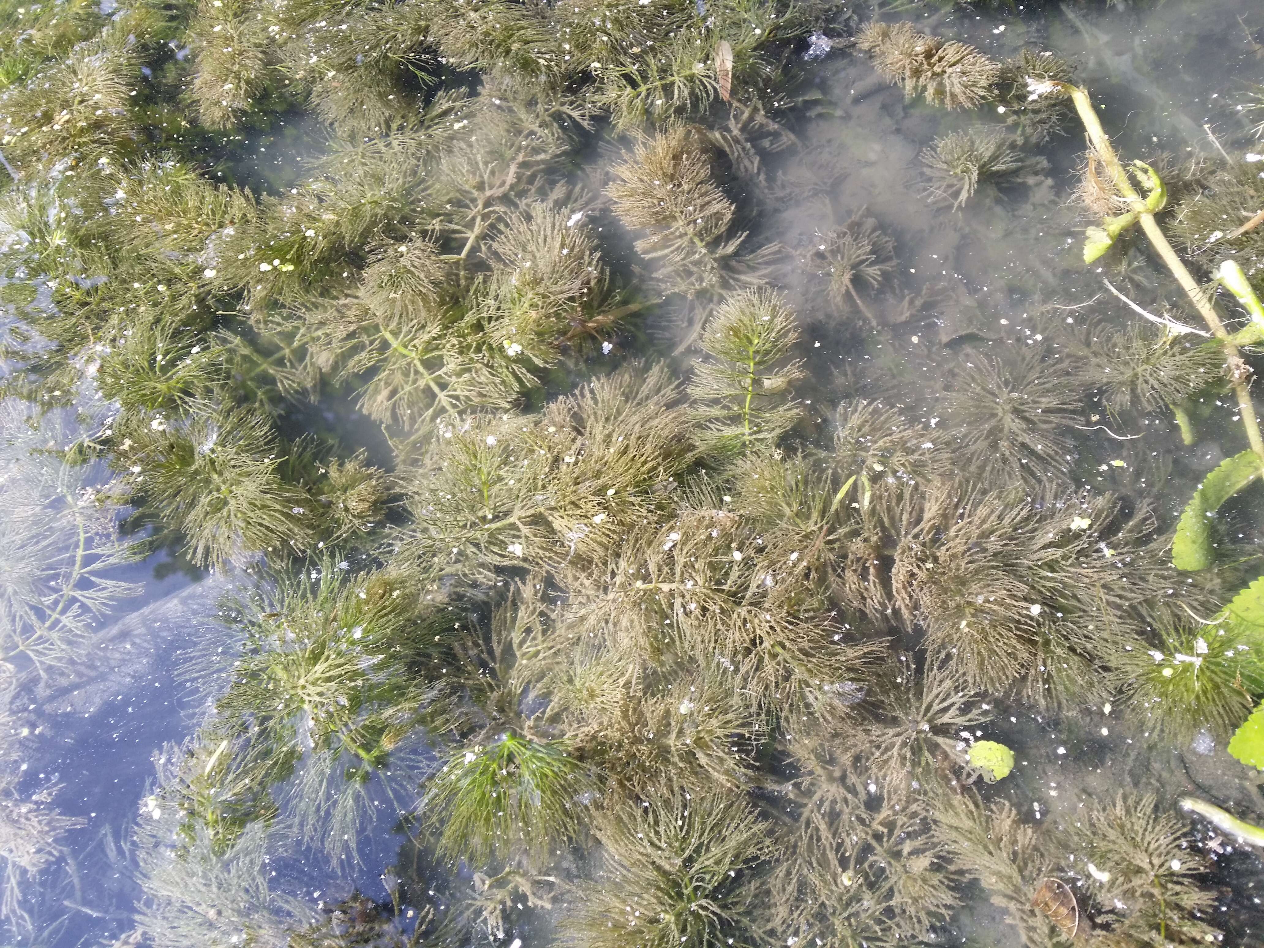 Image de Cératophylle Submergé