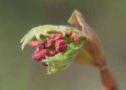 Image of Fullmoon Maple