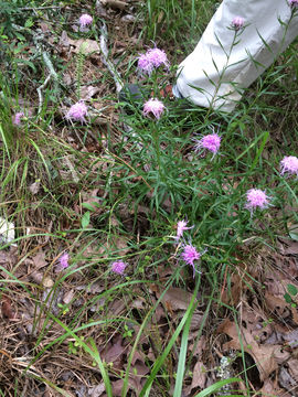 Image of <i>Liatris compacta</i>