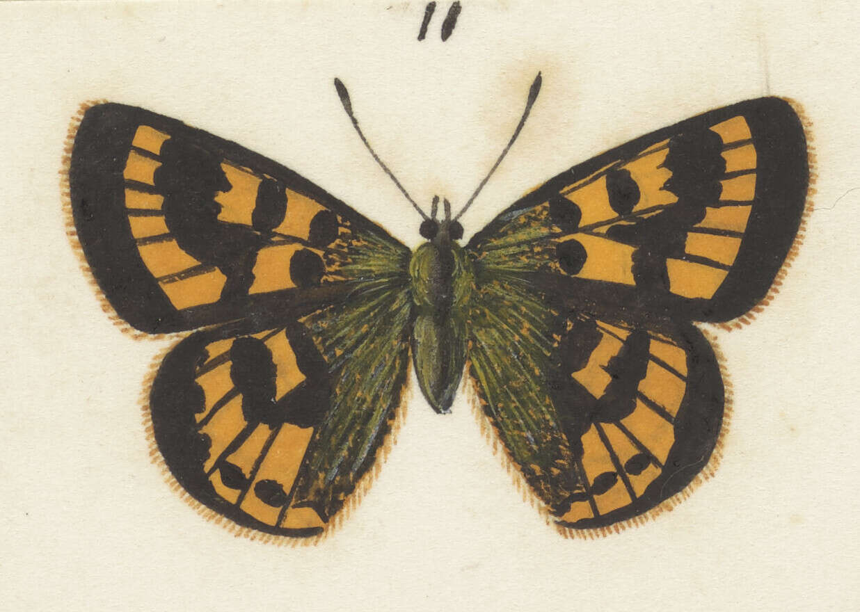 Lycaena feredayi (Bates 1867) resmi