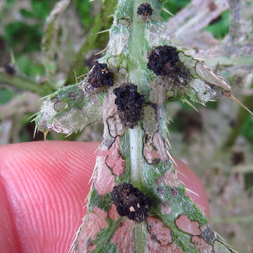 Image of thistle tortoise beetle