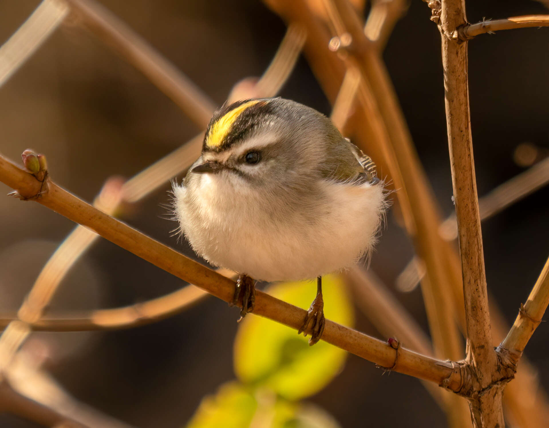 Image of Golden-crowned Kinglet