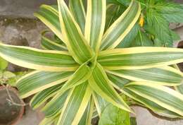 Image of Dracaena reflexa Lam.