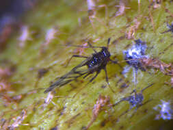 Image of Banana aphid