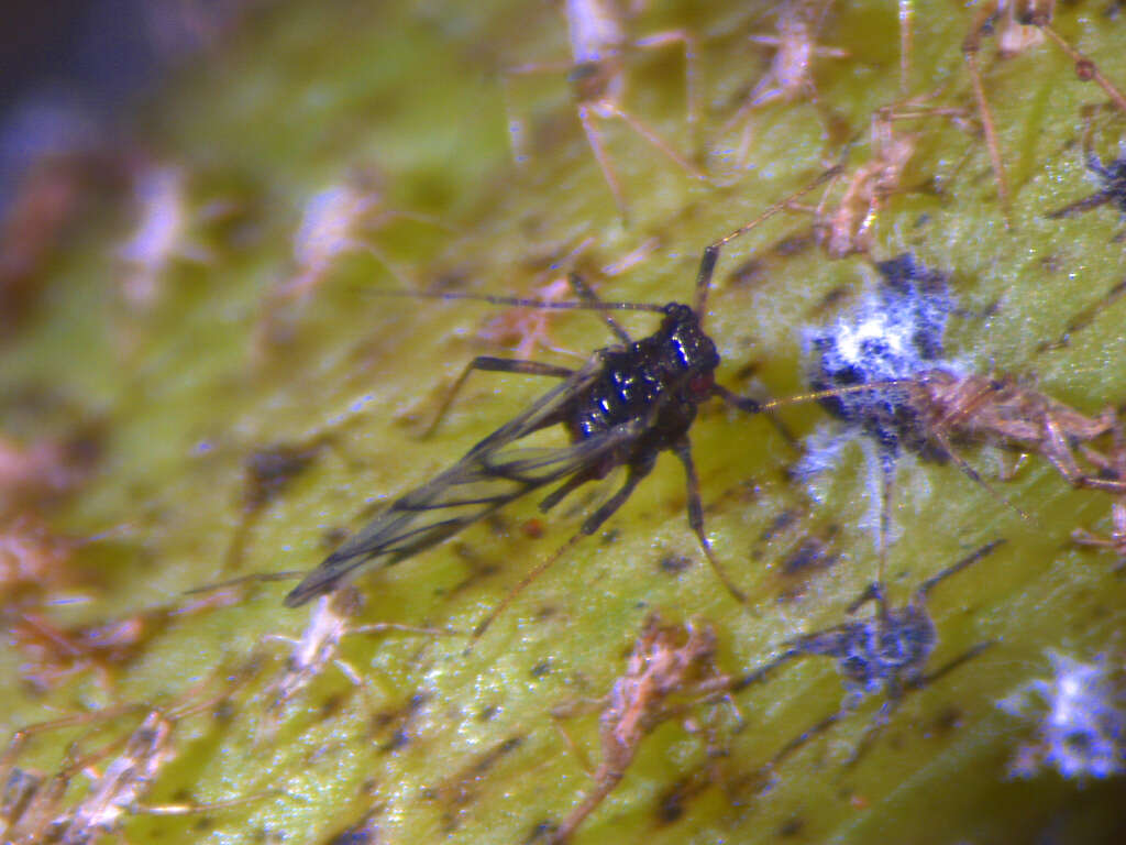 Image of Banana aphid