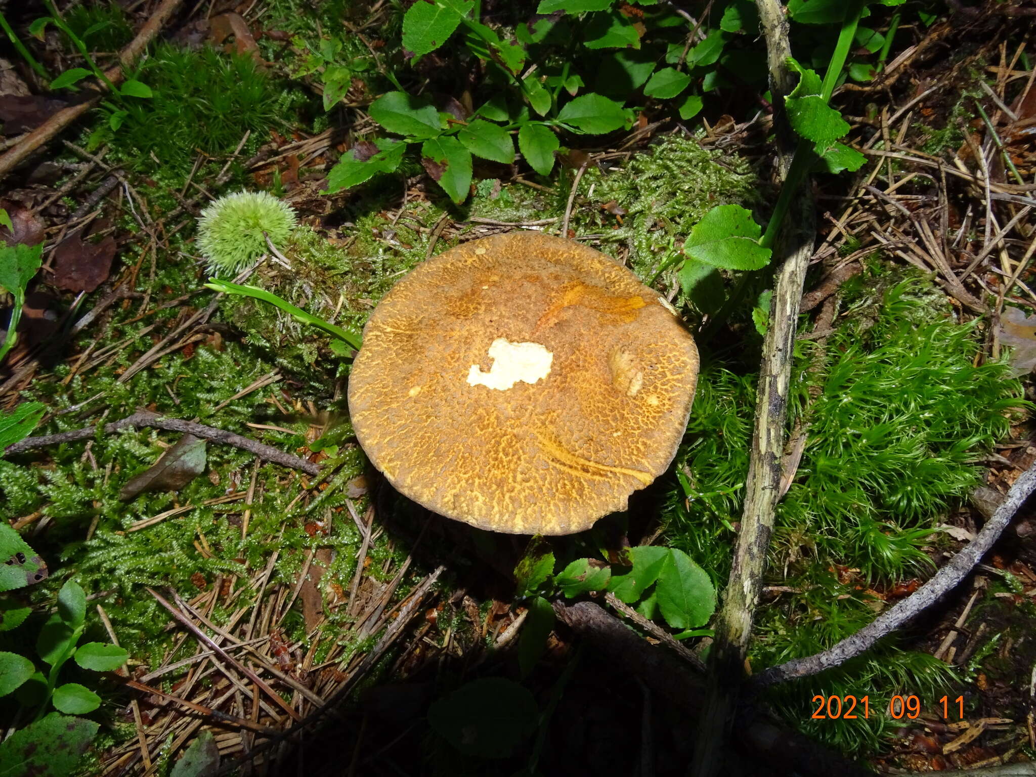 Image of Suillus variegatus (Sw.) Richon & Roze 1888