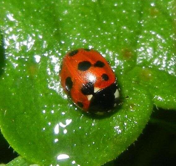 Image of 11-spot ladybird