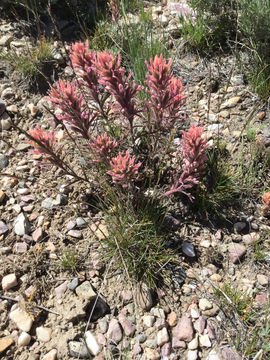 Image of <i>Castilleja <i>angustifolia</i></i> angustifolia
