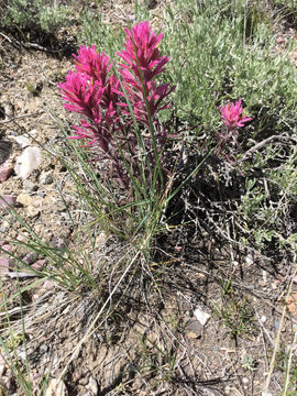 Image of <i>Castilleja <i>angustifolia</i></i> angustifolia
