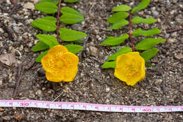 Image de Hypericum hookerianum Wight & Arn.