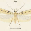 Image of Kiwaia thyraula Meyrick 1886