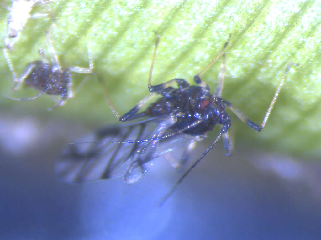 Image of Banana aphid