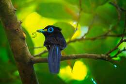 Image of Japanese Paradise Flycatcher