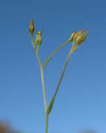 Image of French flax