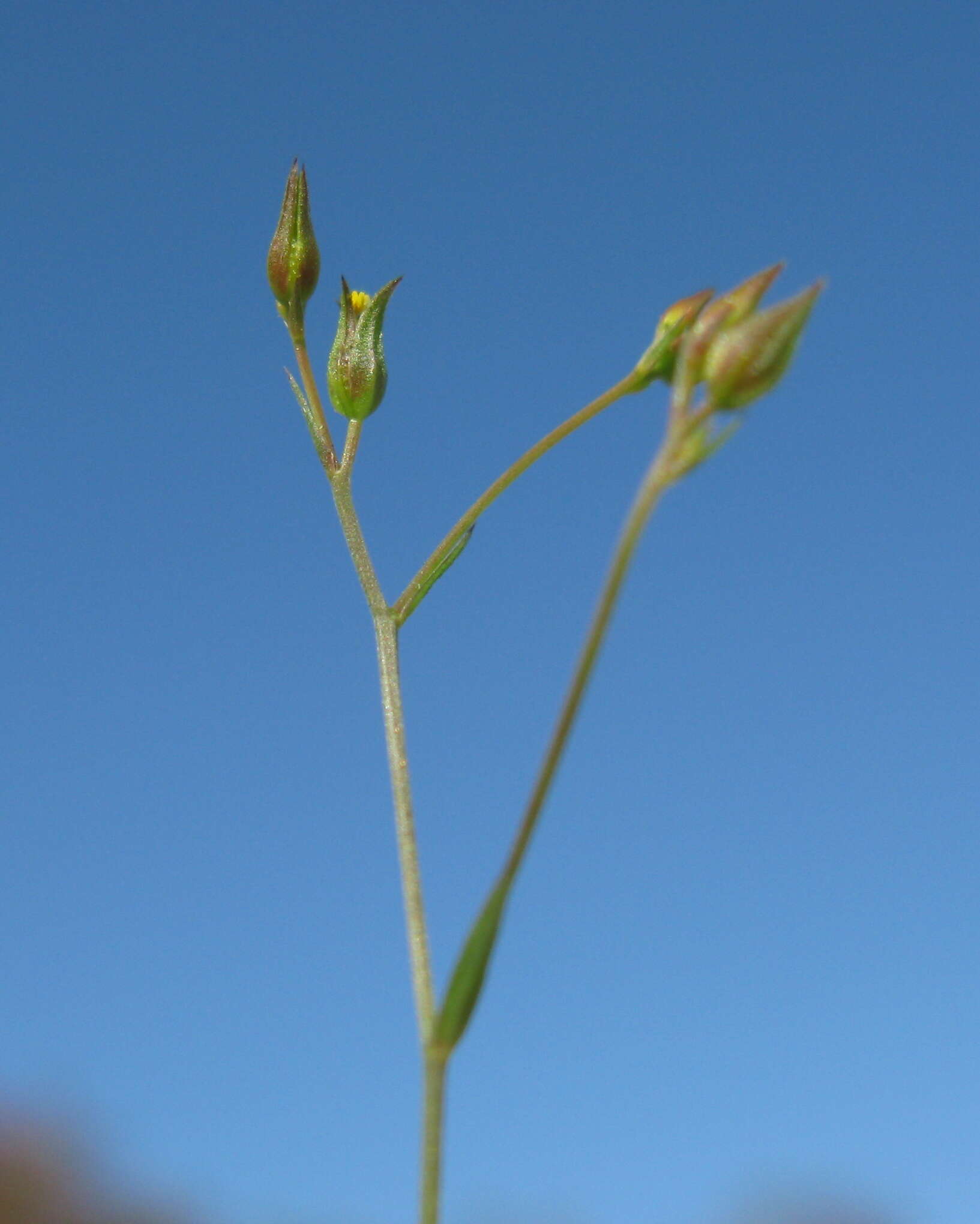 Image de Linum trigynum L.