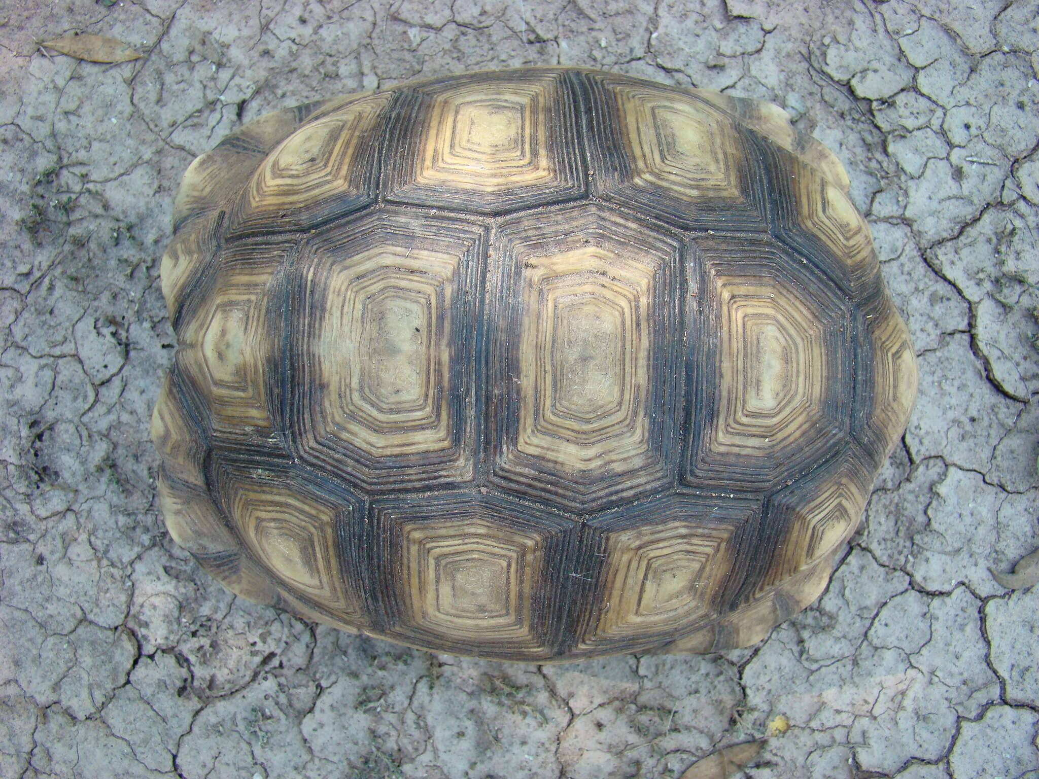 Image of Chilean Tortoise