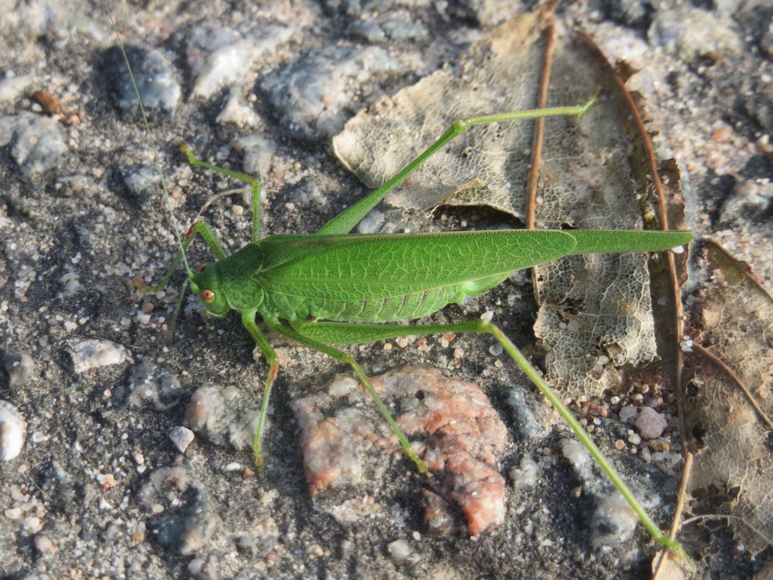 Image of sickle-bearing bush-cricket