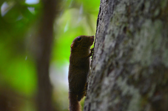 18.https www inaturalist org photos 3903441.580x360