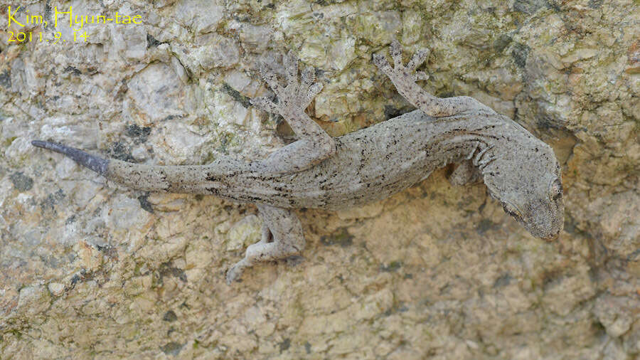 Image of Schlegel's Japanese Gecko