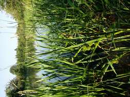 Image of Branched Bur-reed