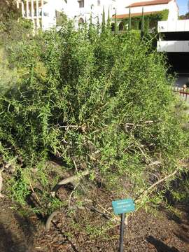 Image of Cordia decandra Hook. & Arn.