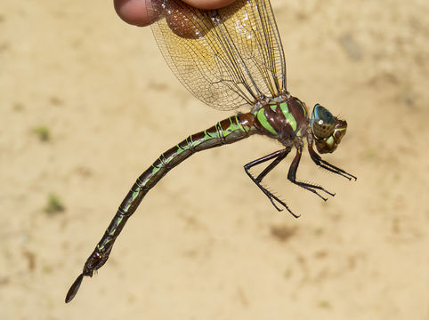 18.https www inaturalist org photos 3905265.580x360