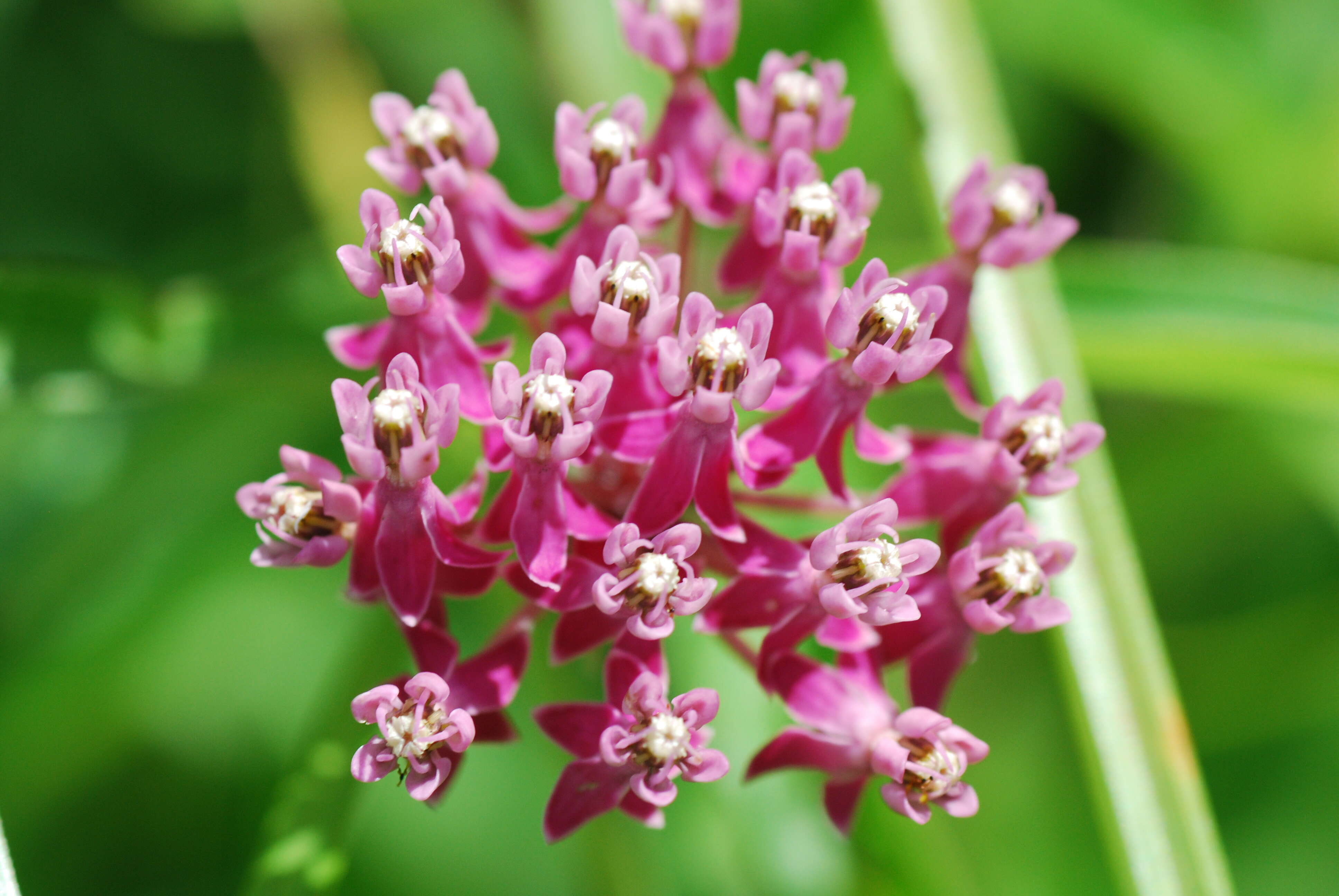 Imagem de Asclepias incarnata L.