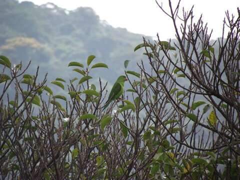 Image of Plain Parakeet