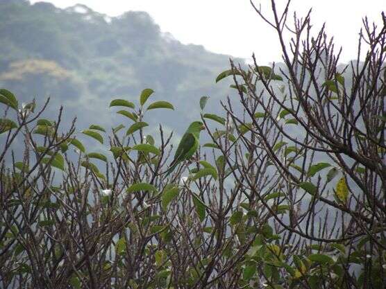 Image of Plain Parakeet