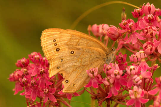 Image of swamp milkweed