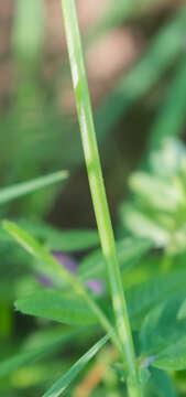 Plancia ëd Vicia sepium L.