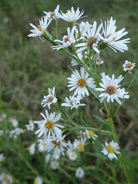 Image of Boreal American-Aster