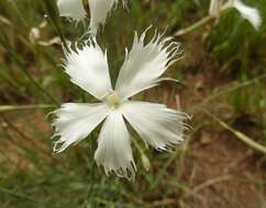 Image of Dianthus mooiensis F. N. Williams