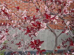 Image of Prunus × cistena