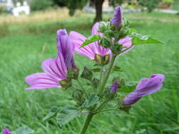 Image of high mallow