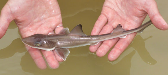 Image of Brown Smoothhound