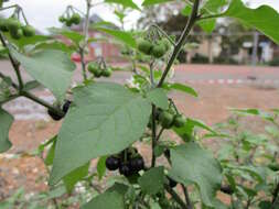 Image of European Black Nightshade