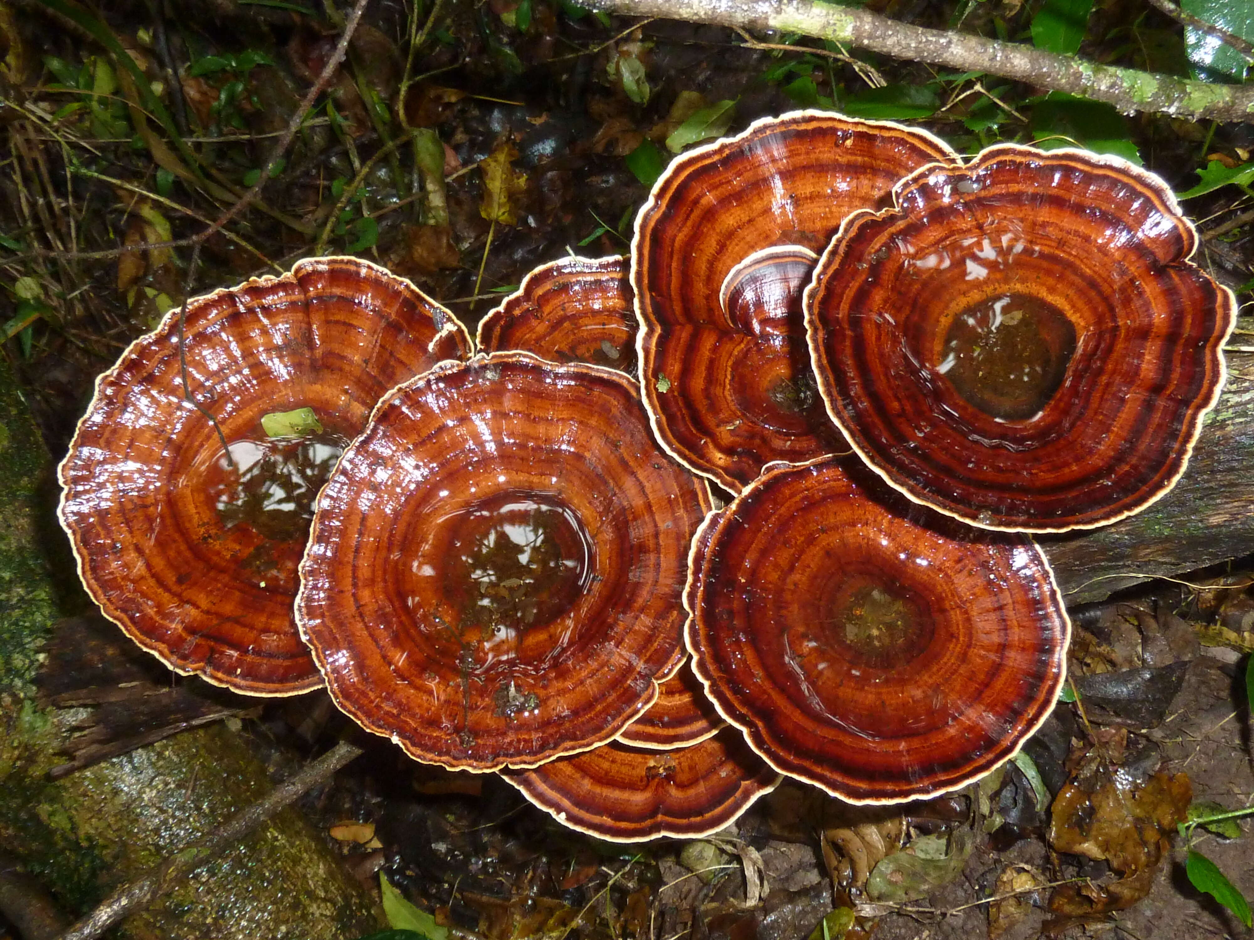 Microporus xanthopus (Fr.) Kuntze 1898 resmi