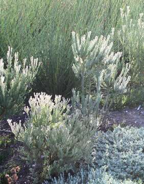 Image of Cape Flats Conebush