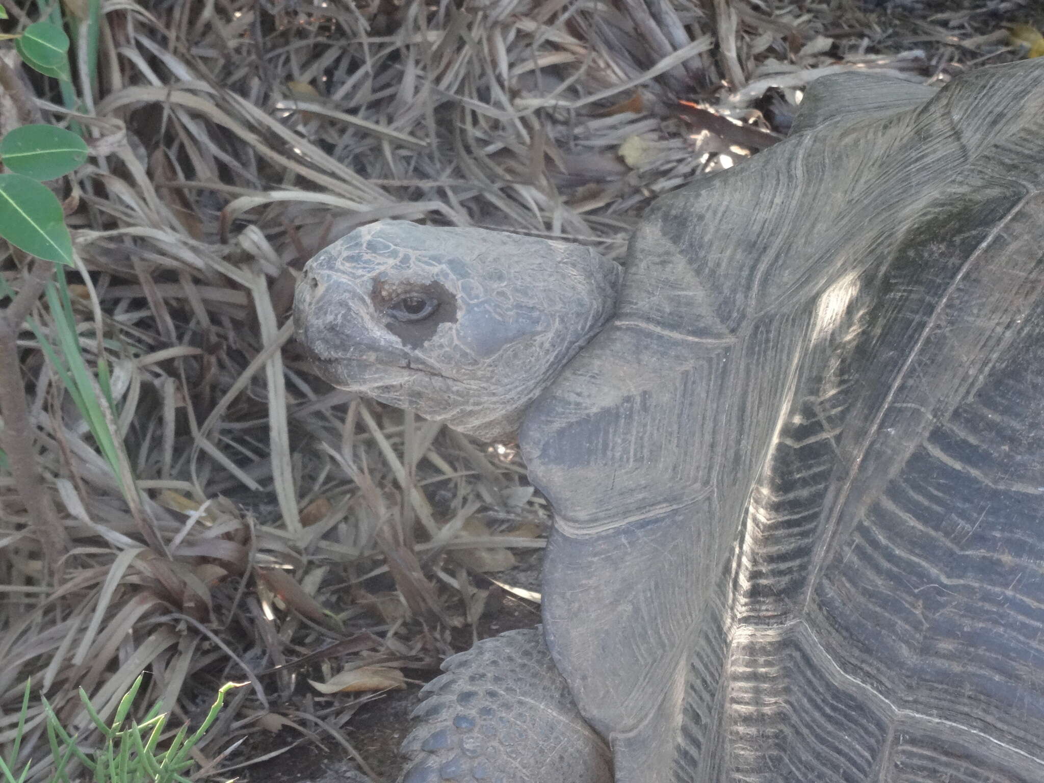 Image of Alcedo Volcano giant tortoise