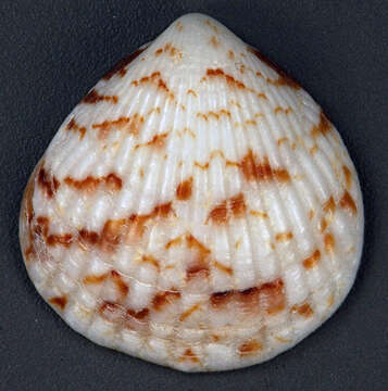 Image of Tucetona pectinata (Gmelin 1791)