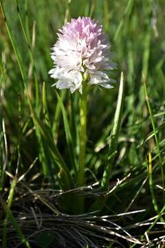 Gymnadenia corneliana (Beauverd) Teppner & E. Klein的圖片