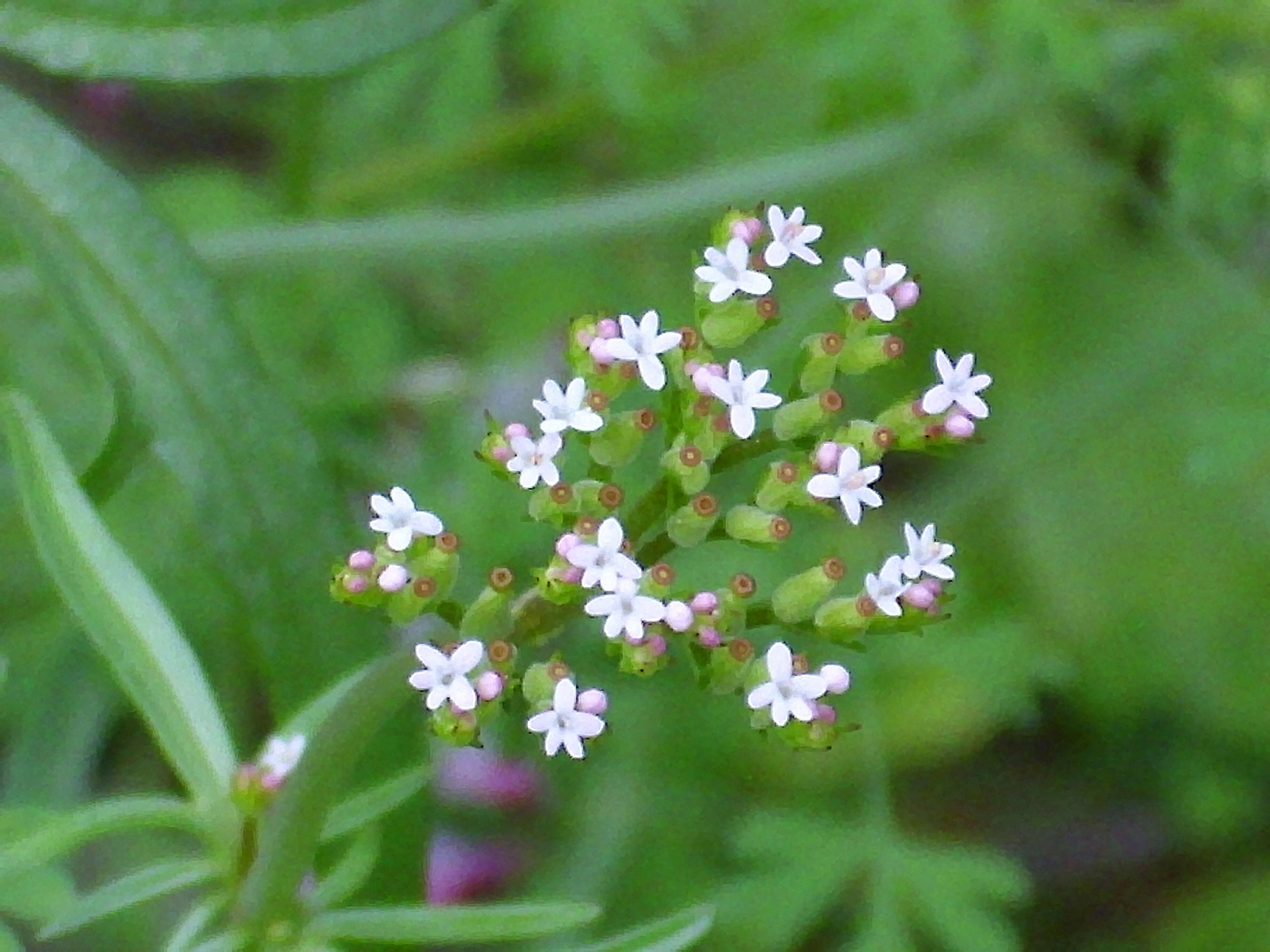 Image of Centranthus calcitrapae (L.) Dufr.