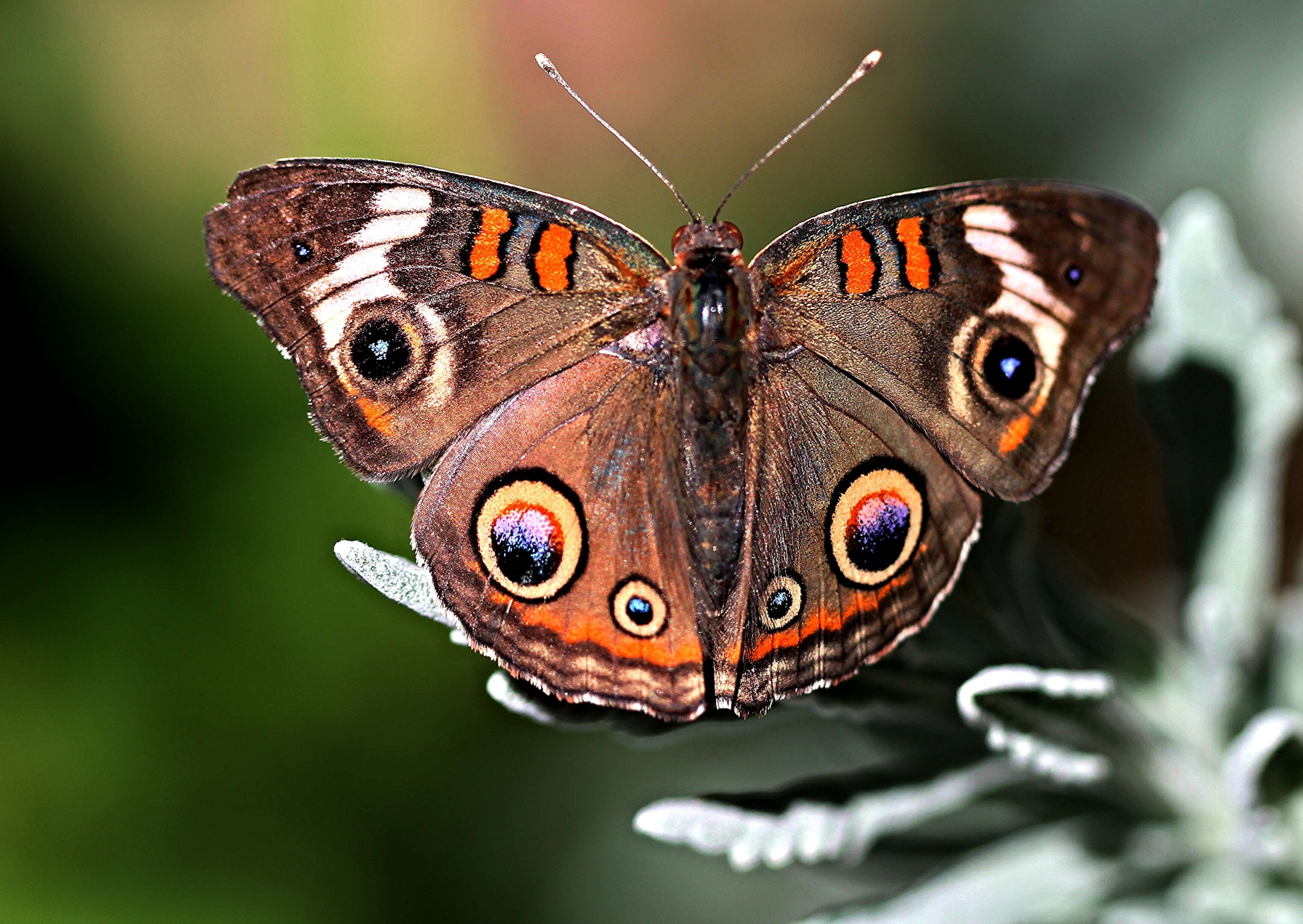 Image of Common buckeye